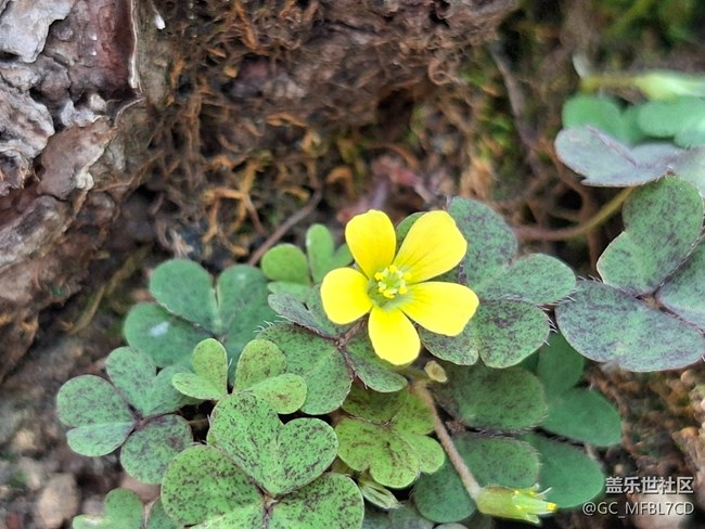 #六月江南暑未闌——小黃花