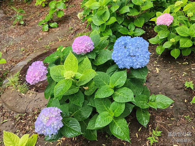 【 粽夏童趣】端午賞花