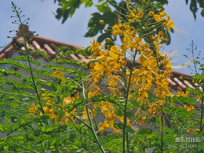 【浪漫盛夏季】夏日陽光