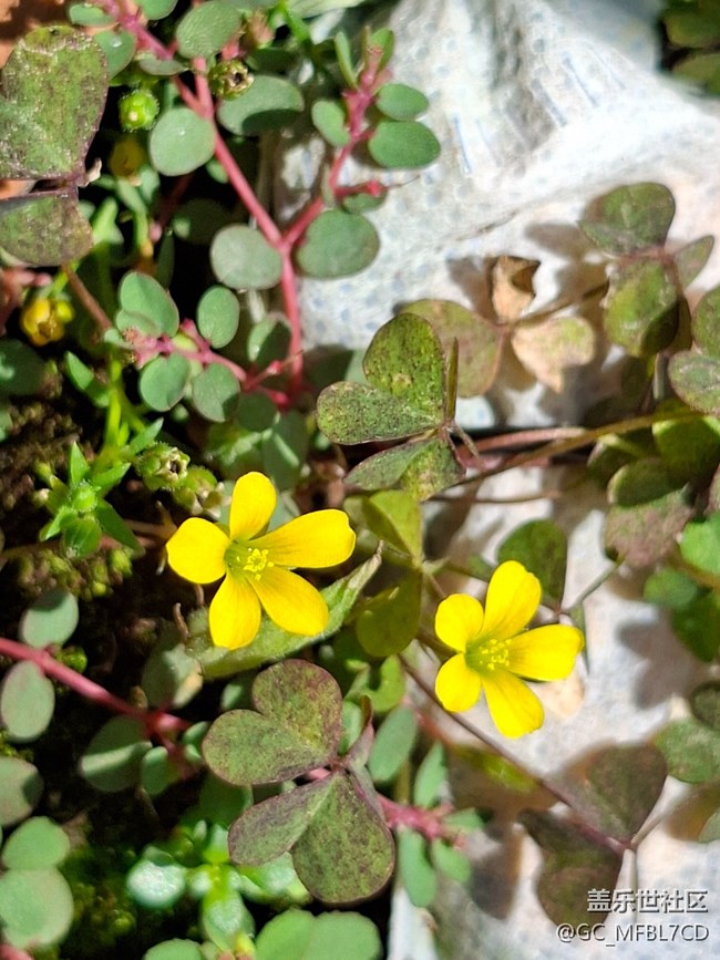 #六月江南暑未闌——小黃花