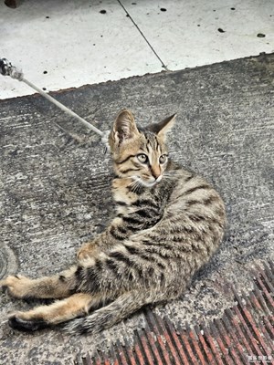 【花開半夏】毛孩子的夏天