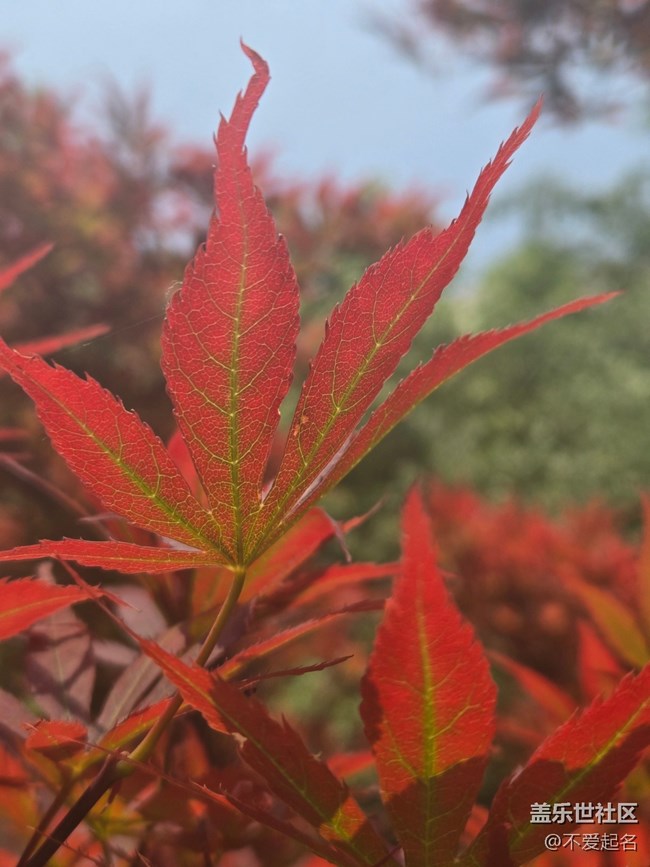 【 粽夏童趣】葉間光縷