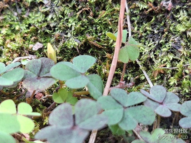 #六月江南暑未闌——小黃花