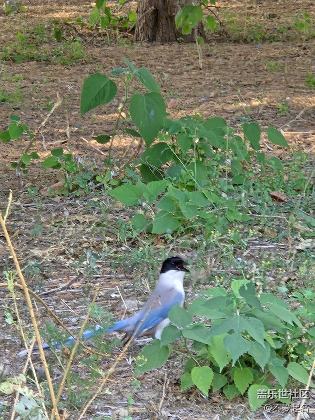 【 粽夏童趣】林間喜鵲