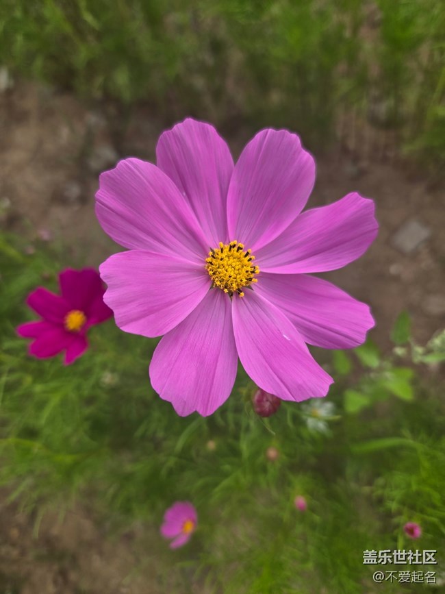 【 粽夏童趣】花海