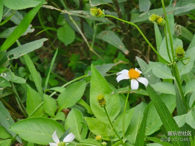 【浪漫盛夏季】夏日陽光