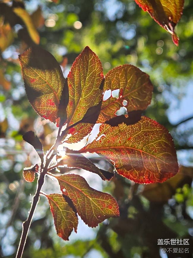 【 粽夏童趣】葉間光縷