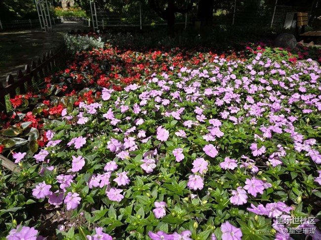 【 粽夏童趣】游園賞花