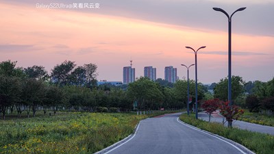 【花開半夏】Galaxy S22 Ultra 花海漫步