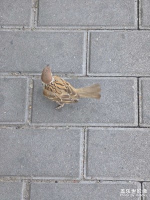 隨手拍