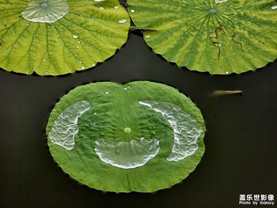 【花開半夏】荷你有約