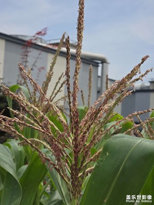 【花開半夏】+小菜園