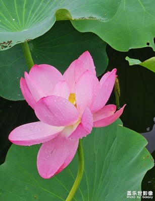 【花開(kāi)半夏】荷花開(kāi)