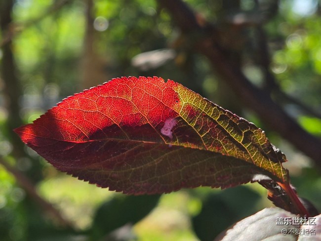【 粽夏童趣】葉間光縷