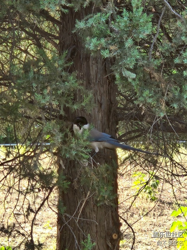 【 粽夏童趣】林間喜鵲