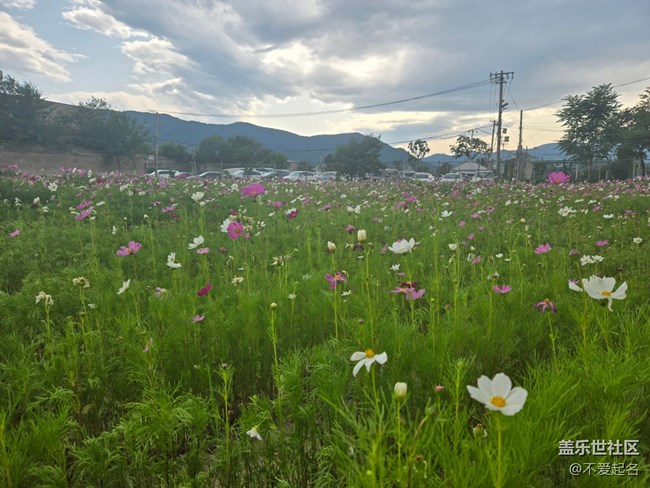 【 粽夏童趣】花海