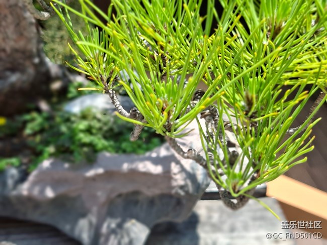 #六月江南暑未闌——松樹