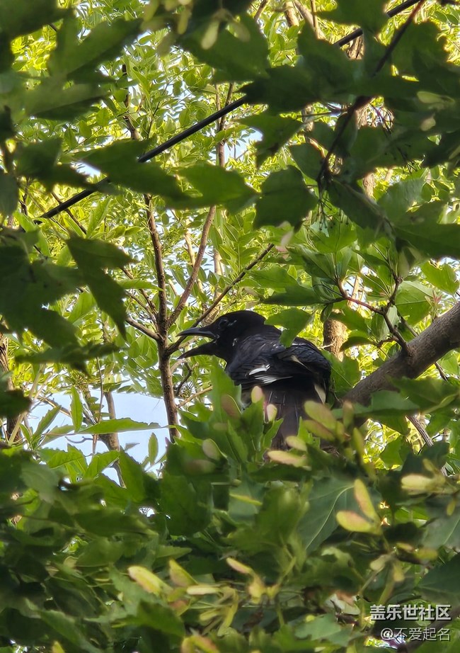 【 粽夏童趣】林間喜鵲