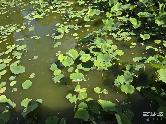 【 粽夏童趣】避暑消夏踏青