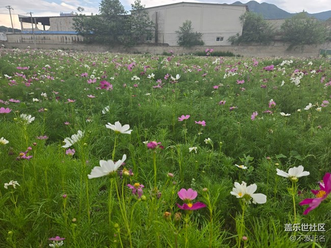 【 粽夏童趣】花海