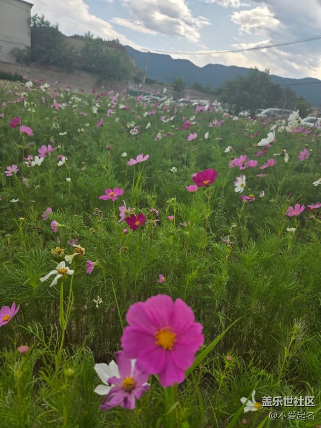 【 粽夏童趣】花海