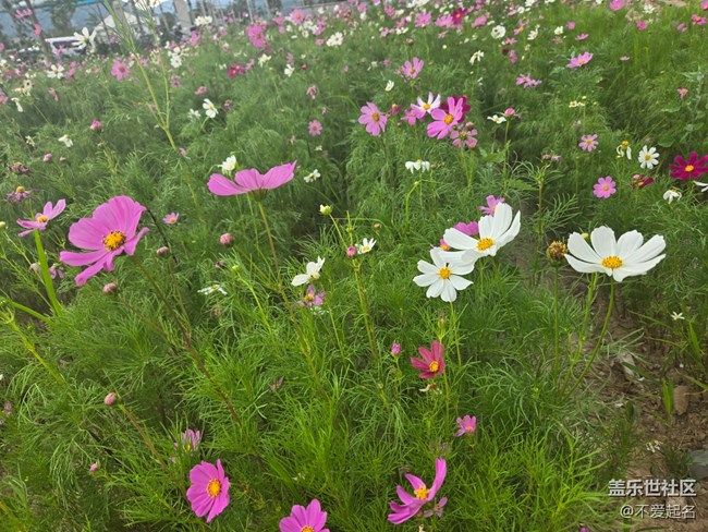 【 粽夏童趣】花海