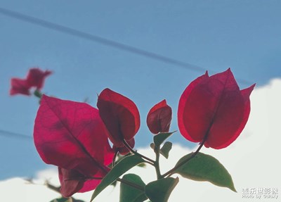 【花開(kāi)半夏】三角梅