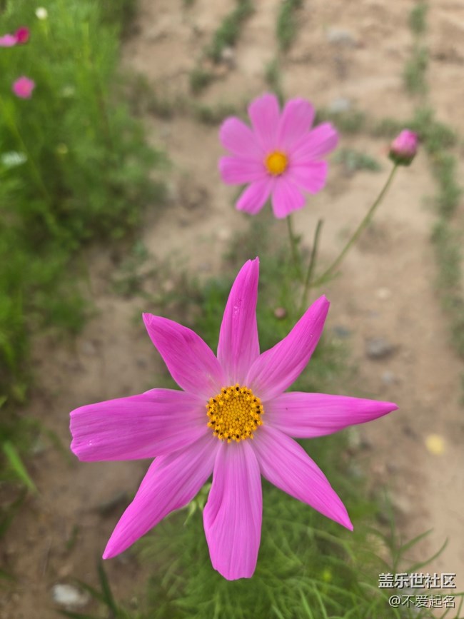 【 粽夏童趣】花海