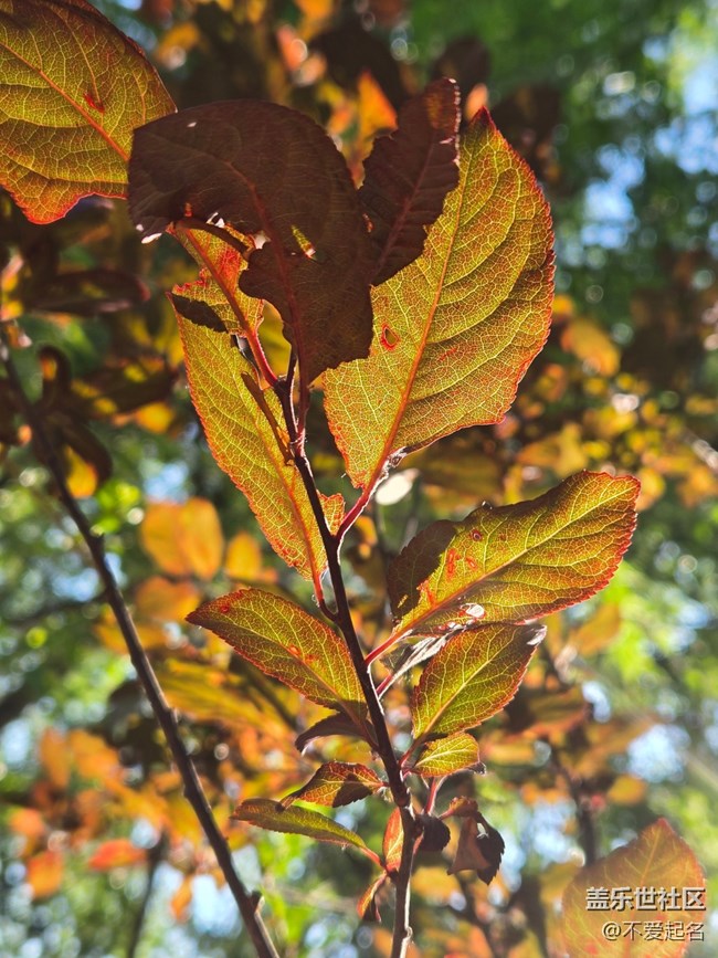 【 粽夏童趣】葉間光縷
