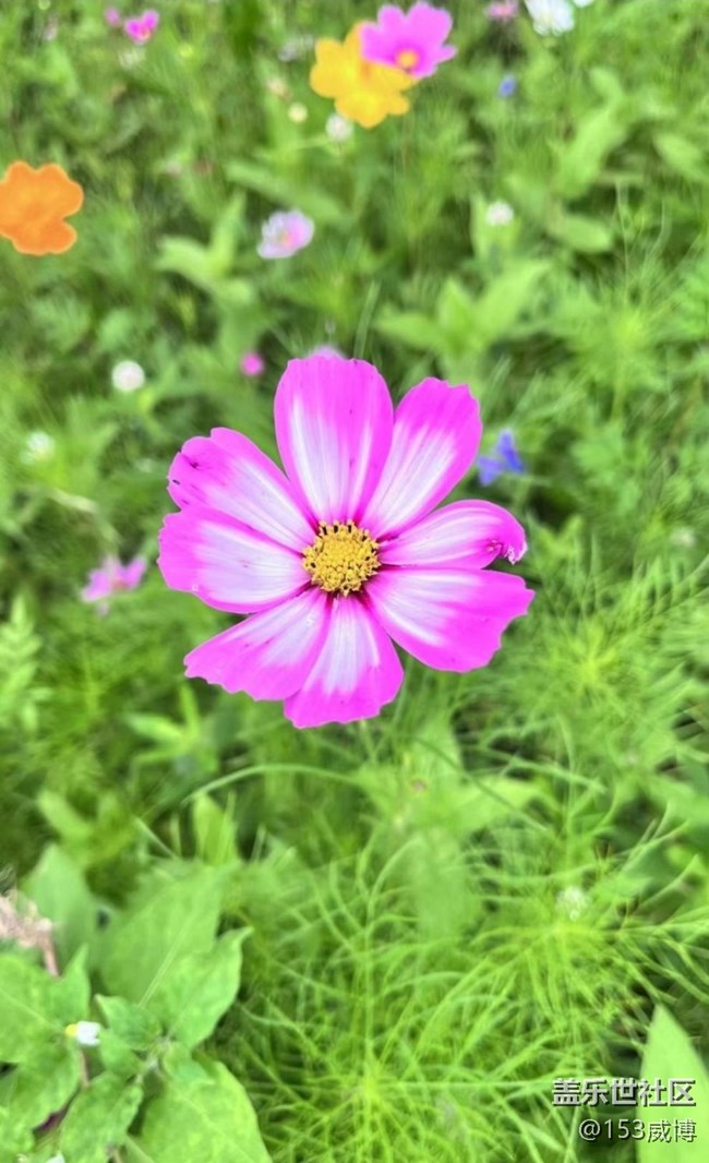 【浪漫盛夏季】花草世界
