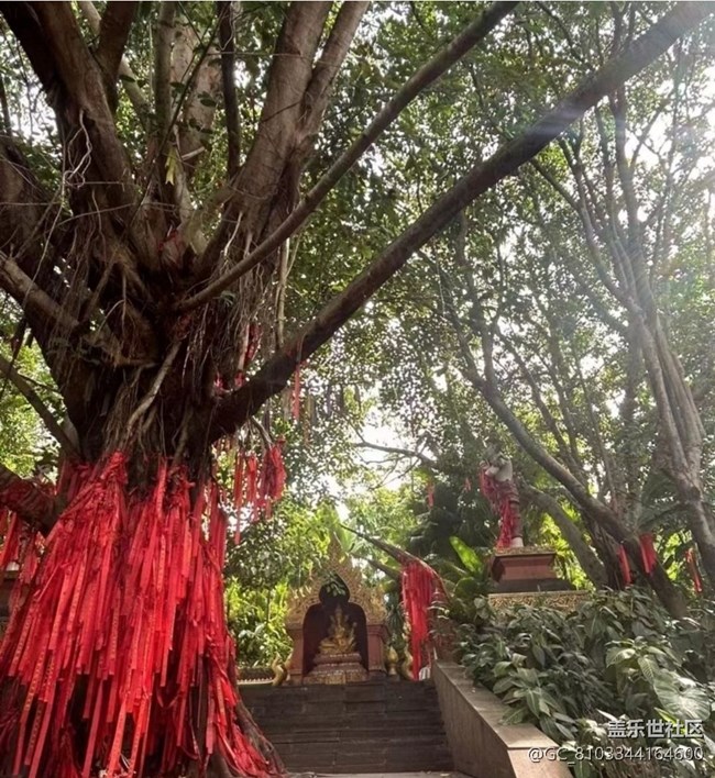 【浪漫盛夏季】西雙版納