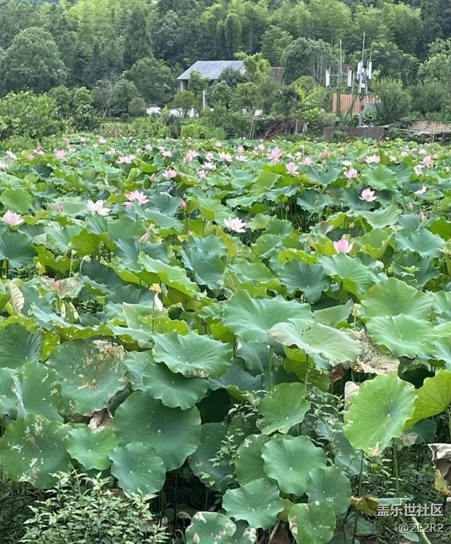 【浪漫盛夏季】逛逛