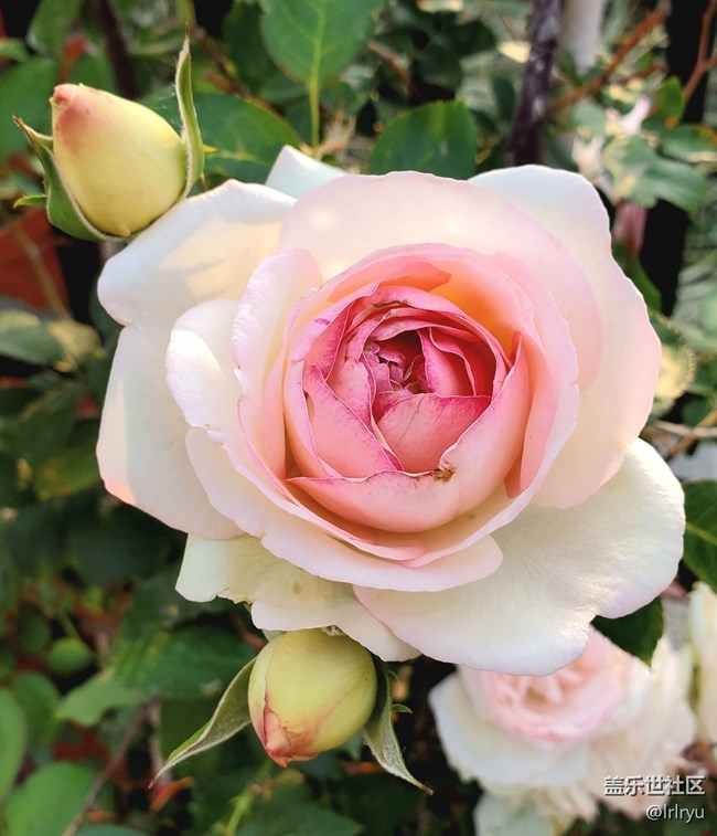 #六月江南暑未闌——花正艷