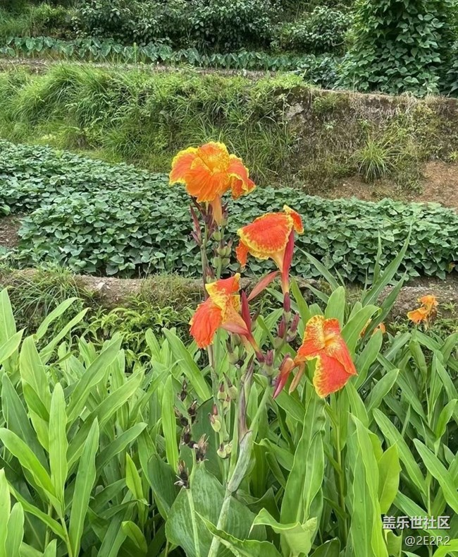 【浪漫盛夏季】逛逛