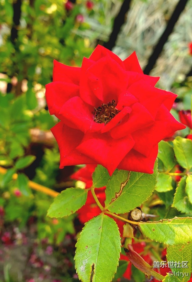 #六月江南暑未闌——花正艷