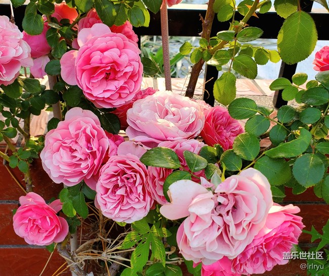 #六月江南暑未闌——花正艷