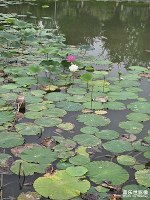 【花開半夏】+荷花