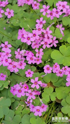 【花開(kāi)半夏】+漿草花