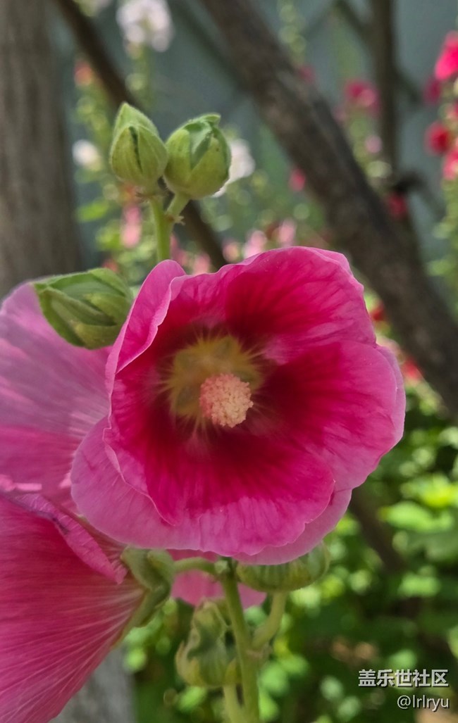 【夏日松弛感】漫步陽光下