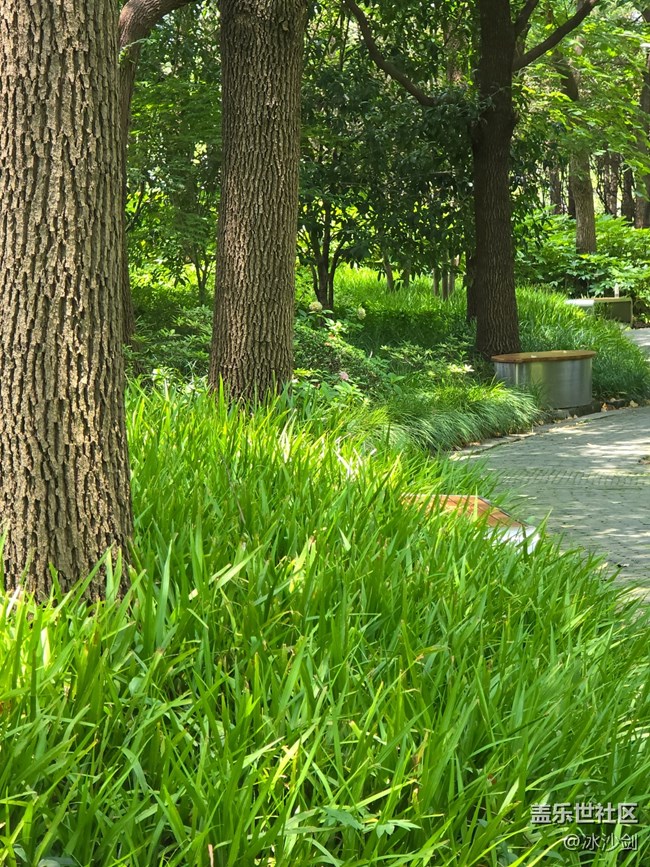 #六月江南暑未闌——午后散步