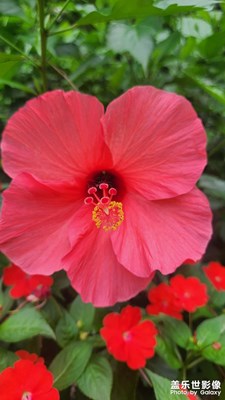 【花開半夏】充滿詩意