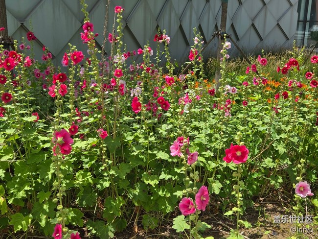 【夏日松弛感】漫步陽光下