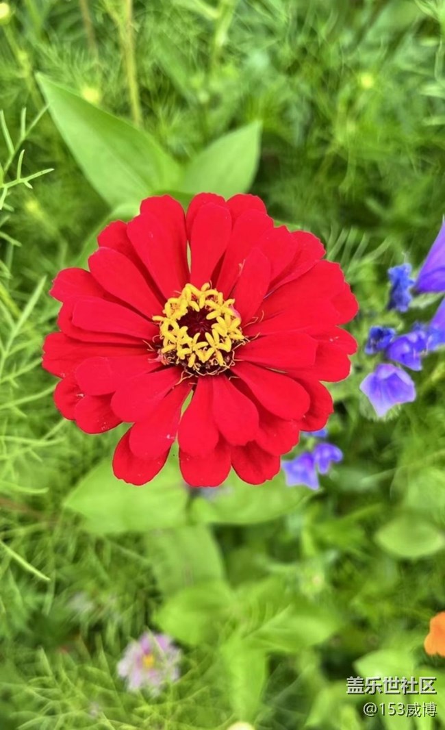 【浪漫盛夏季】花草世界