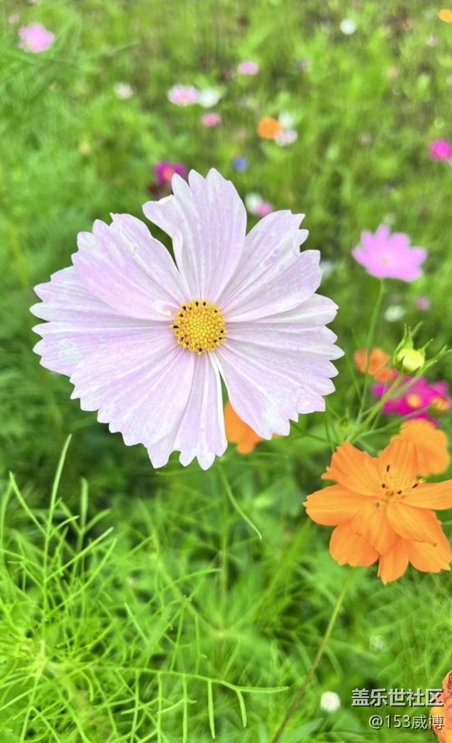 【浪漫盛夏季】花草世界