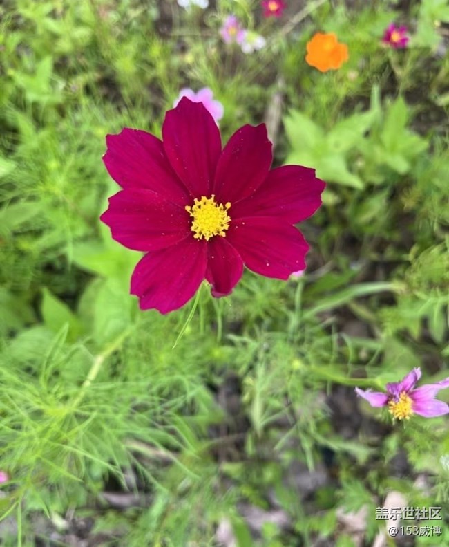 【浪漫盛夏季】花草世界