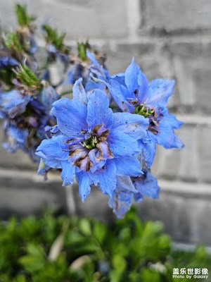 【花開半夏】+一穗藍(lán)色飛燕草