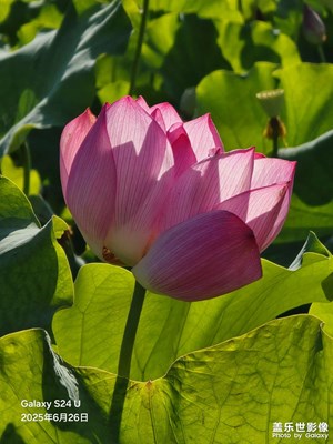 湖北十堰回龍村荷花園