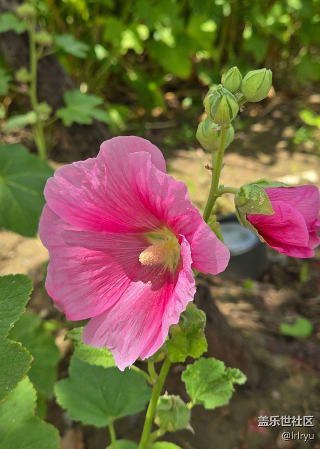 【夏日松弛感】漫步陽光下