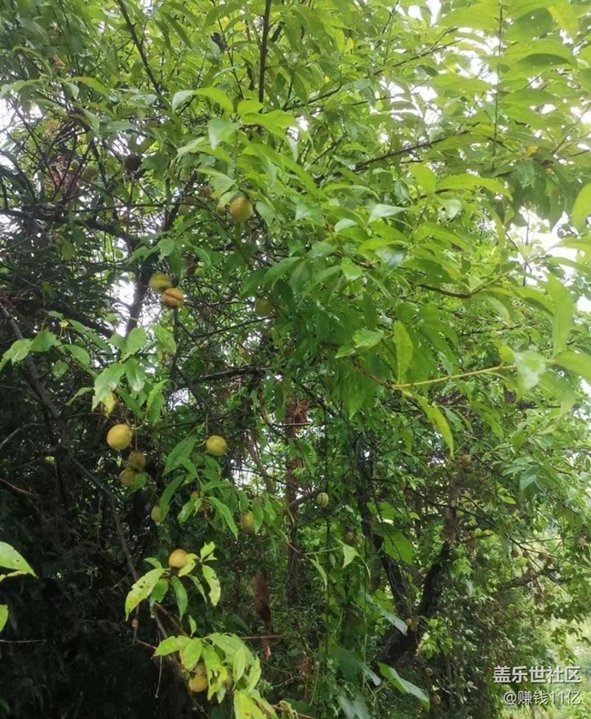 【浪漫盛夏季】回村