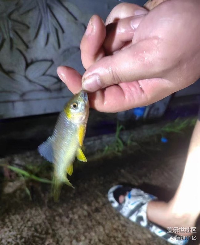 【浪漫盛夏季】回村